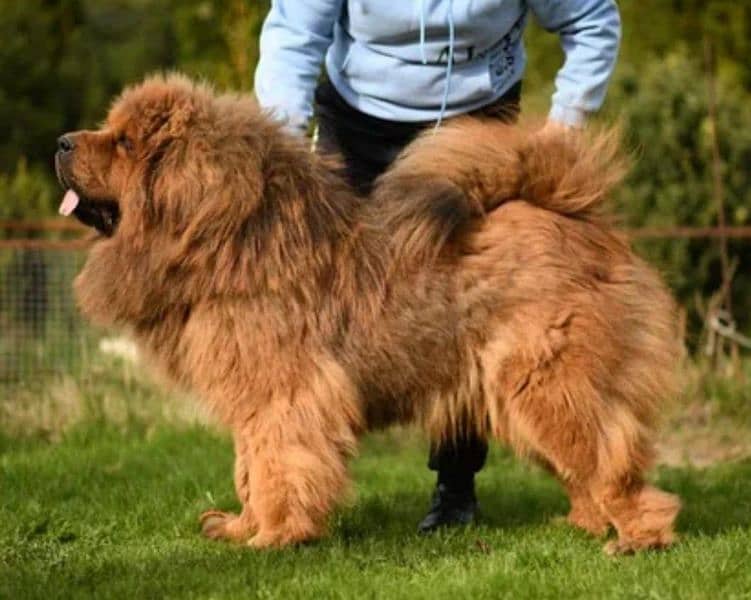 Tibetan Mastiff gift for pet lovers | Pedigree puppies for sale 10