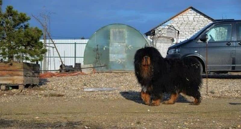 Tibetan Mastiff gift for pet lovers | Pedigree puppies for sale 11