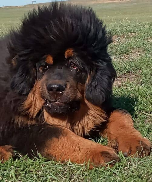 Tibetan Mastiff gift for pet lovers | Pedigree puppies for sale 12