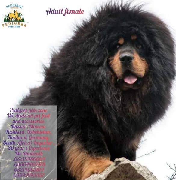Tibetan Mastiff gift for pet lovers | Pedigree puppies for sale 13