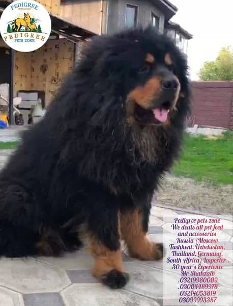 Tibetan Mastiff gift for pet lovers | Pedigree puppies for sale 14