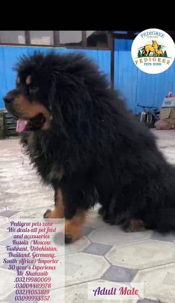 Tibetan Mastiff gift for pet lovers | Pedigree puppies for sale 15