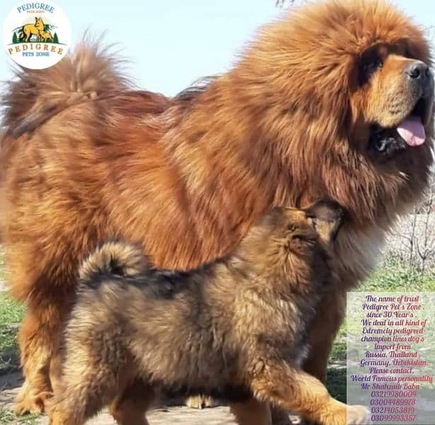 Tibetan Mastiff gift for pet lovers | Pedigree puppies for sale 16