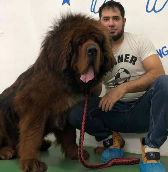 Tibetan Mastiff gift for pet lovers | Pedigree puppies for sale 17
