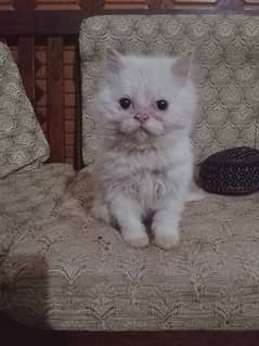 Persian cat playfull cat very healthy