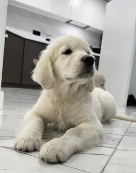 White Golden Rettriver Puppies  | Pedigree | puppies for sale 9