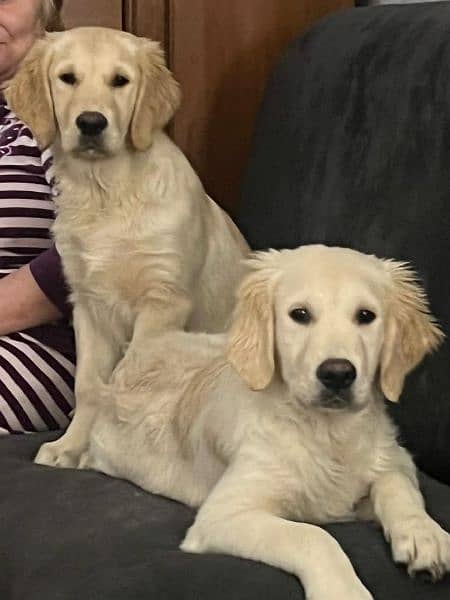 White Golden Rettriver Puppies  | Pedigree | puppies for sale 12