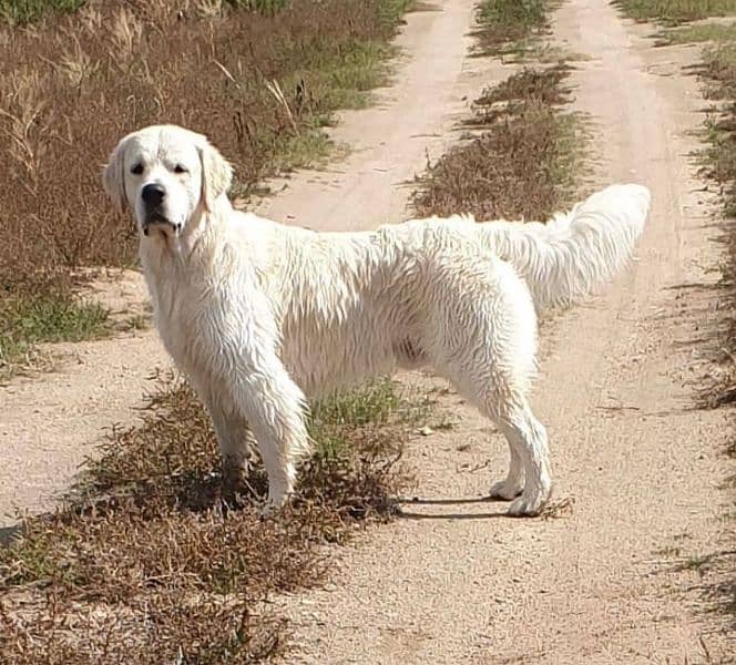 White Golden Rettriver Puppies  | Pedigree | puppies for sale 13