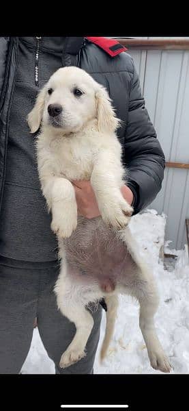 White Golden Rettriver Puppies  | Pedigree | puppies for sale 14