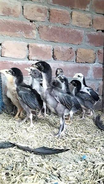 Top quality Aseel chicks available 1