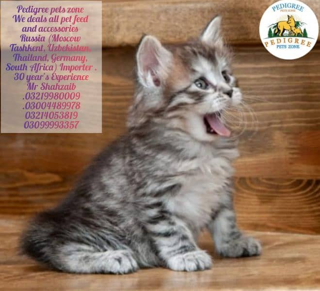 *Mycon cats | kitten | imported cats foe sale* 8