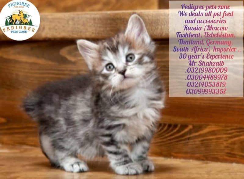 *Mycon cats | kitten | imported cats foe sale* 10