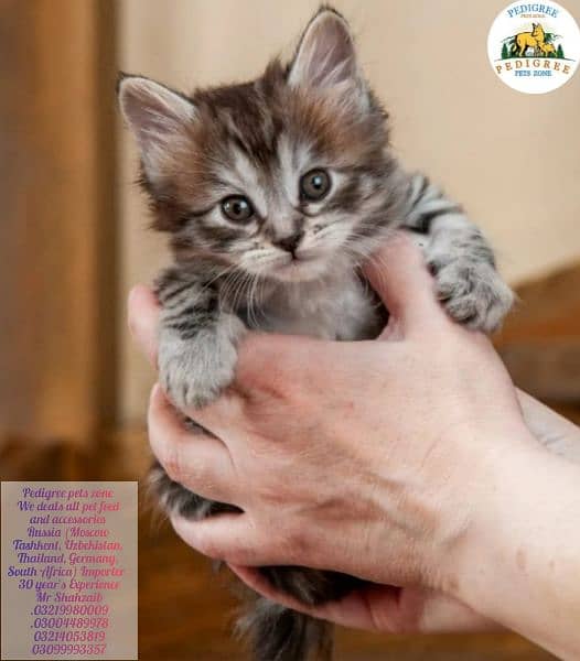 *Mycon cats | kitten | imported cats foe sale* 11