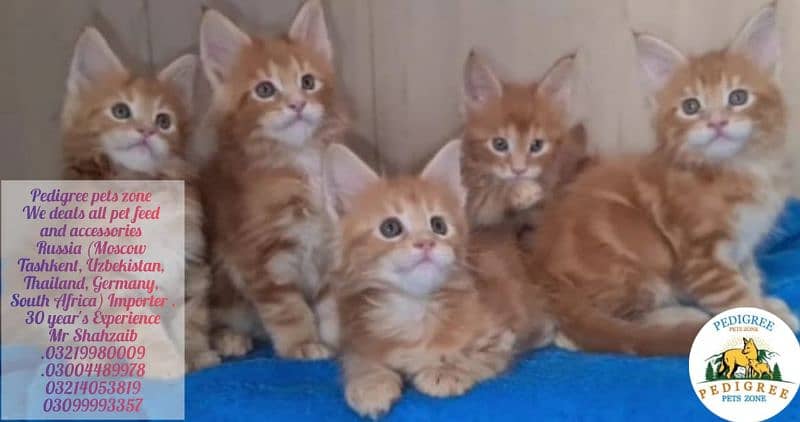 *Mycon cats | kitten | imported cats foe sale* 17