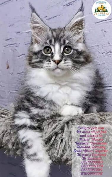 *Mycon cats | kitten | imported cats foe sale* 18