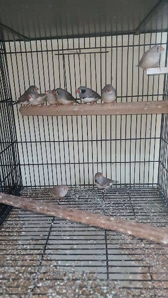 zebra finch ready to breed pieces for sale 1