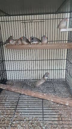 zebra finch ready to breed pieces for sale