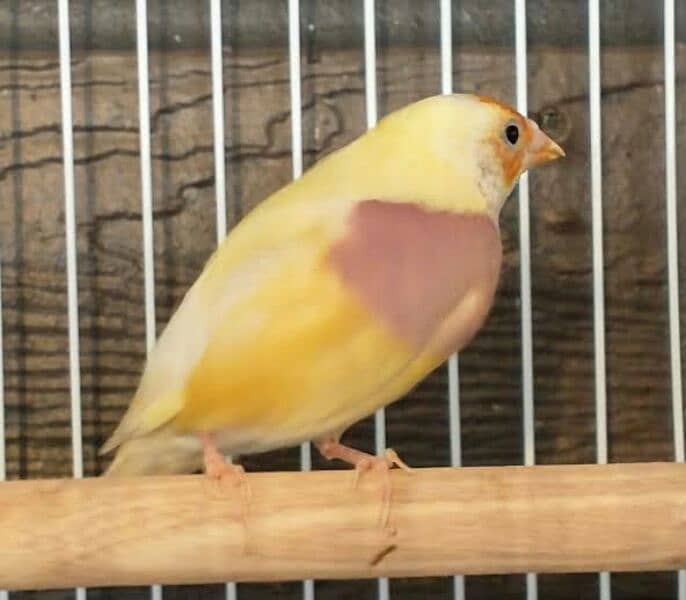 goldian finch adult female,s 1