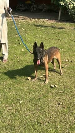 Malinois sales dog olx