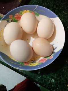 Pure Aseel Fertile Eggs