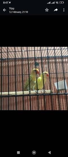 Self Chicks and breeder pairs available for sale