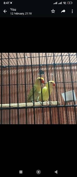 Self Chicks and breeder pairs available for sale 0