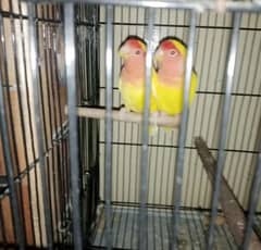 healthy and active. love birds for sale reasonable price 0