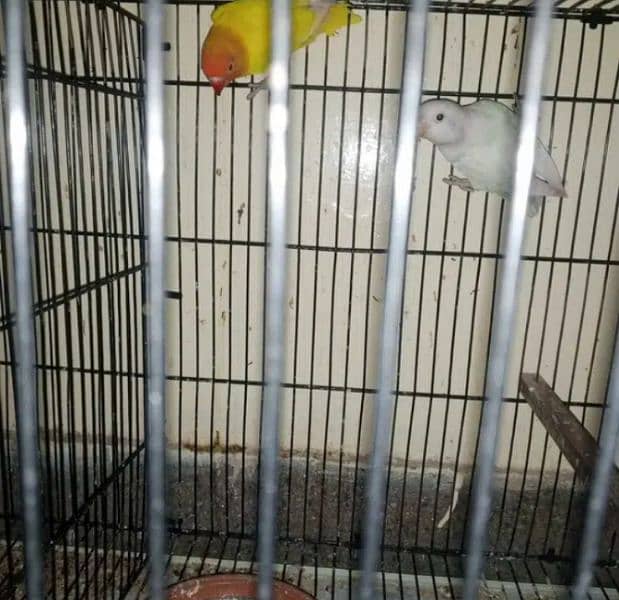 healthy and active. love birds for sale reasonable price 1