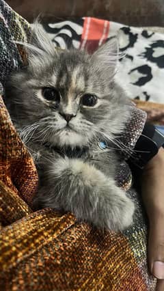 Pretty Persian Cat
