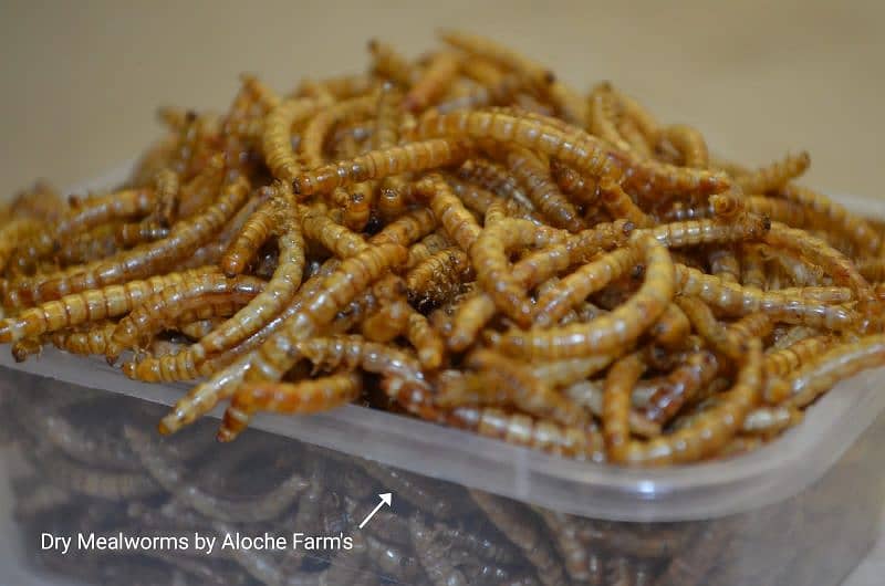 USA import premium quality Dry & live mealworms & superworms 0