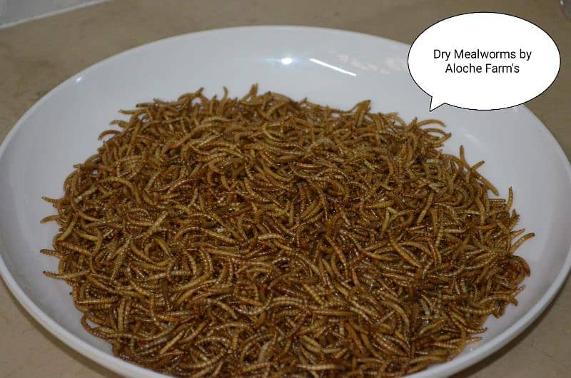 USA import premium quality Dry & live mealworms & superworms 4