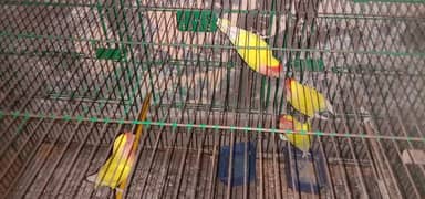 2 pair Hain breadier with cage
