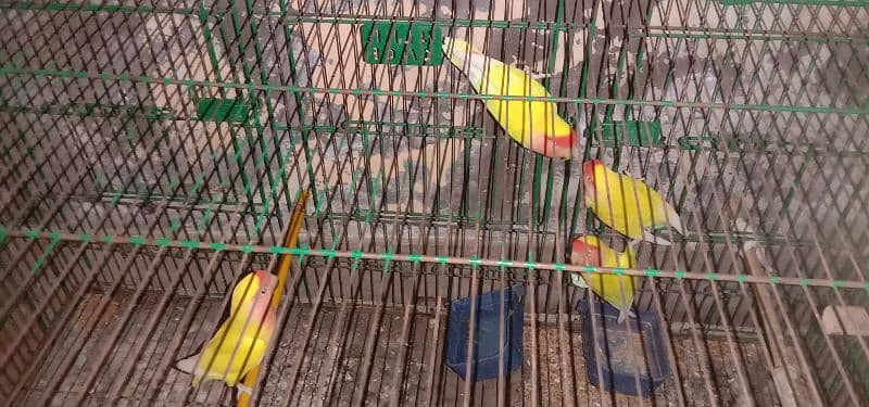 2 pair Hain breadier with cage 0