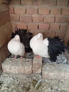 Red tail  Yellow tail. Black Tail All Birds for sale