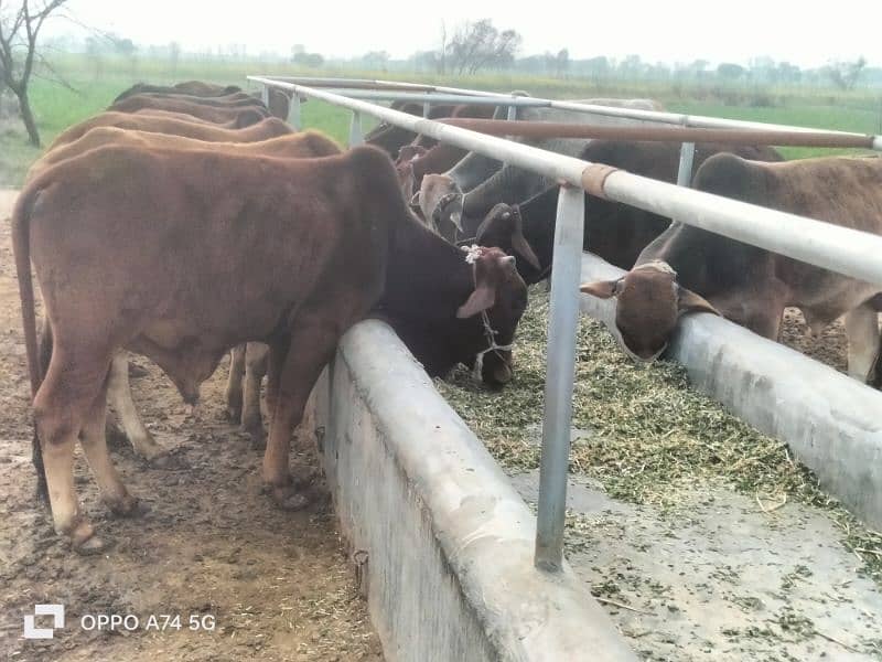 Cows / Cow for sale / Qurbani ke janwar 1