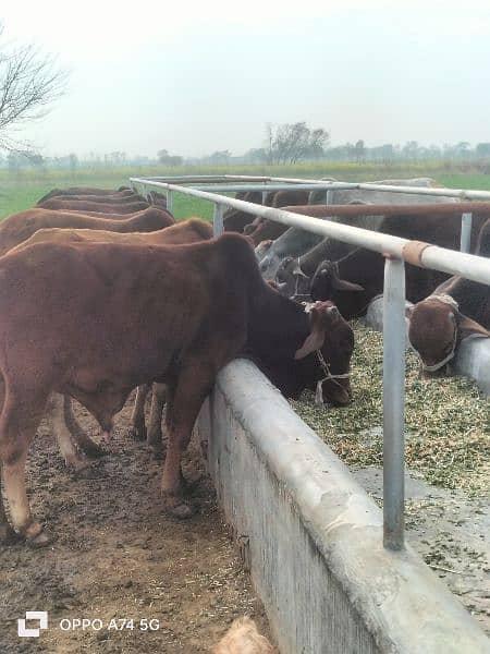 Cows / Cow for sale / Qurbani ke janwar 2