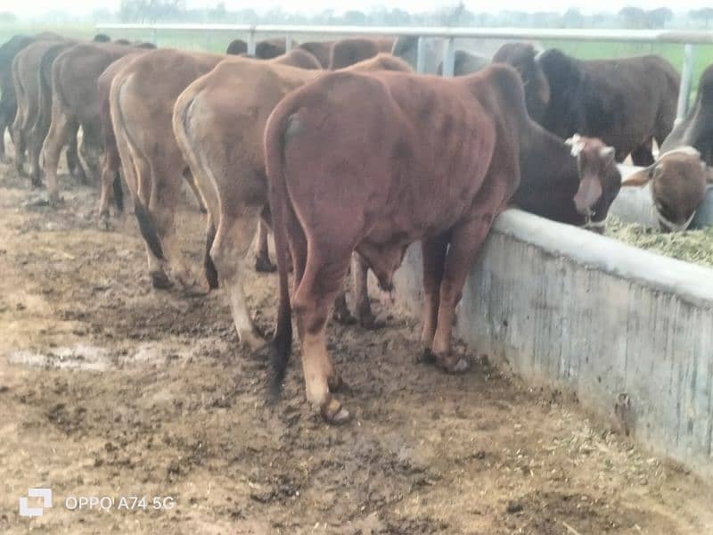 Cows / Cow for sale / Qurbani ke janwar 3