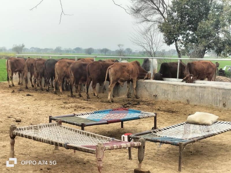 Cows / Cow for sale / Qurbani ke janwar 4