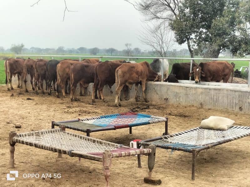 Cows / Cow for sale / Qurbani ke janwar 5