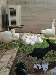 5 ducks available for sale white.