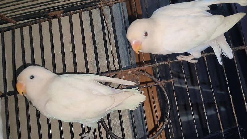 albino black eye split red eye age 4 month healthy and active 0