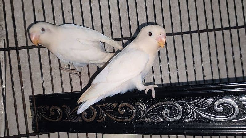 albino black eye split red eye age 4 month healthy and active 1