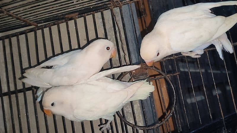 albino black eye split red eye age 4 month healthy and active 2