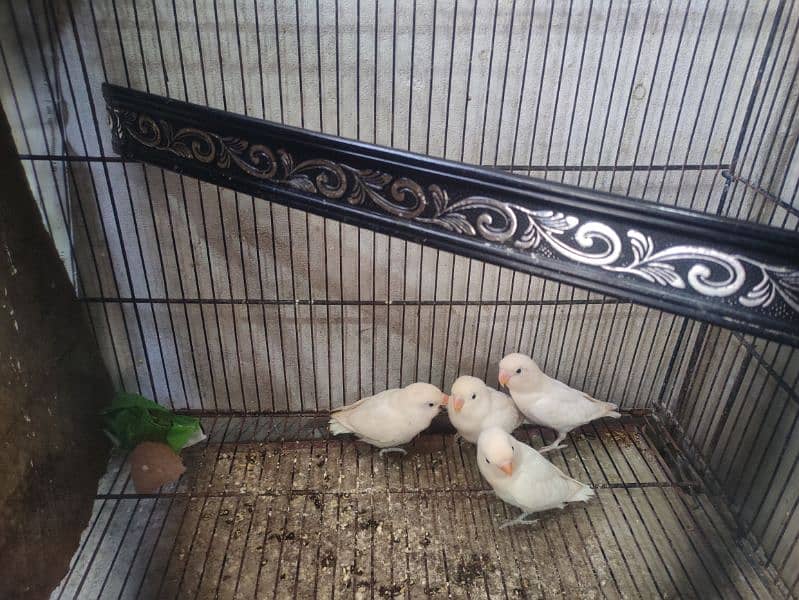 albino black eye split red eye age 4 month healthy and active 4