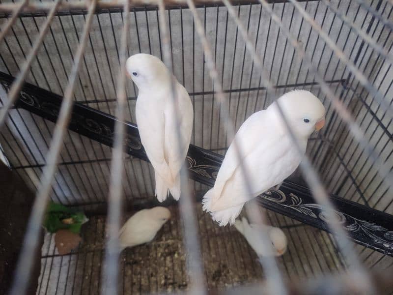 albino black eye split red eye age 4 month healthy and active 5
