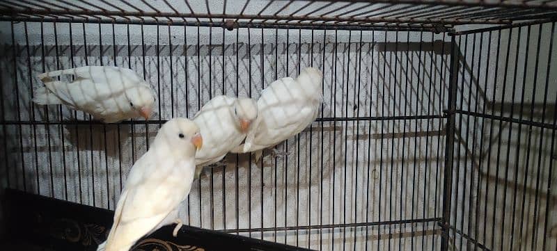 albino black eye split red eye age 4 month healthy and active 6