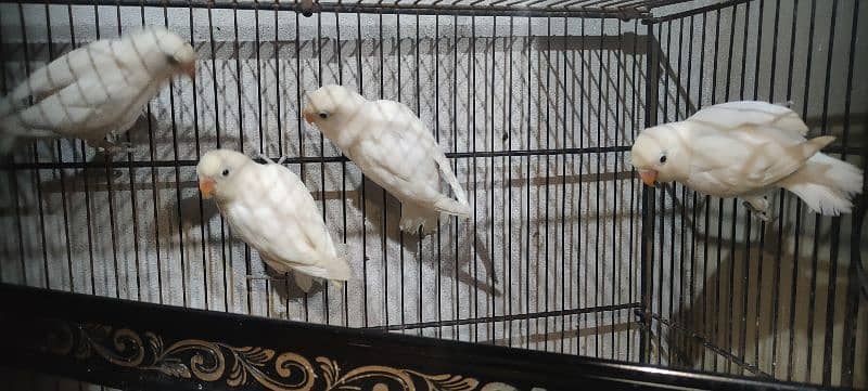 albino black eye split red eye age 4 month healthy and active 7