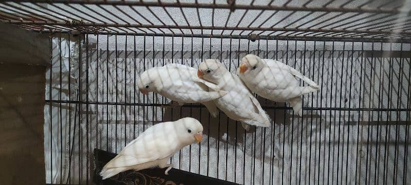 albino black eye split red eye age 4 month healthy and active 8