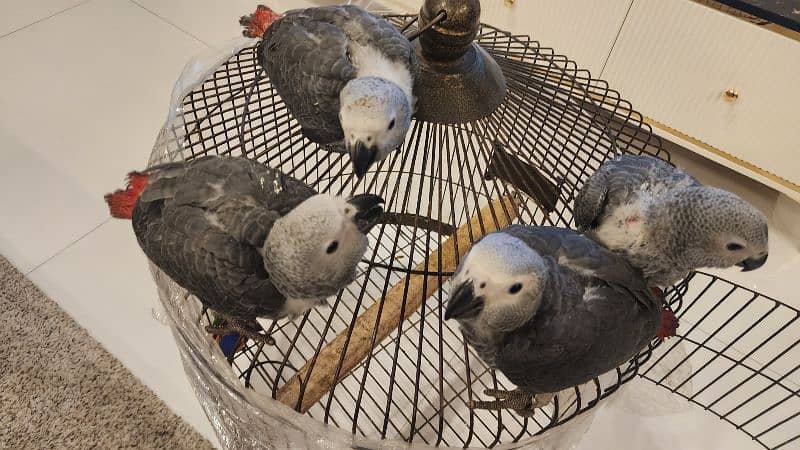 african grey | gray parrot | gry | hand tamed | congo African grey 6