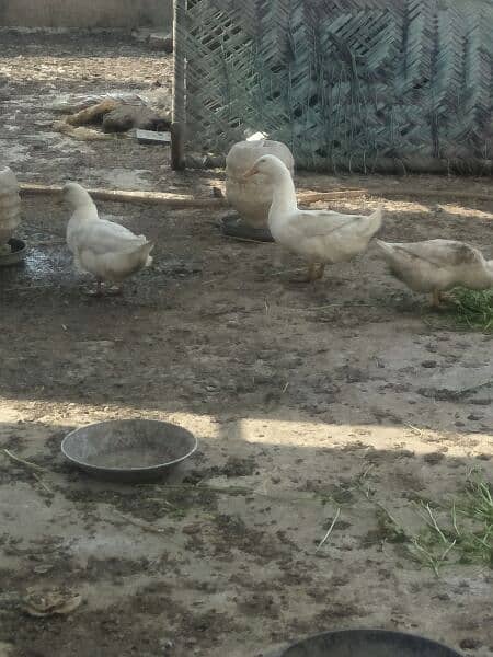 Long neck gees breeder ducks and Desi breeder duck males 0